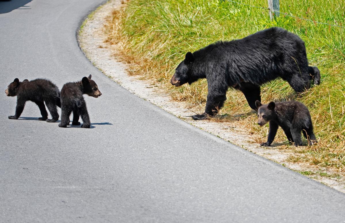 Black Bear's Den